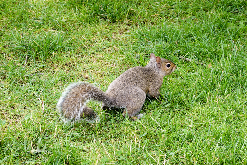 A brown squirrel in green grass