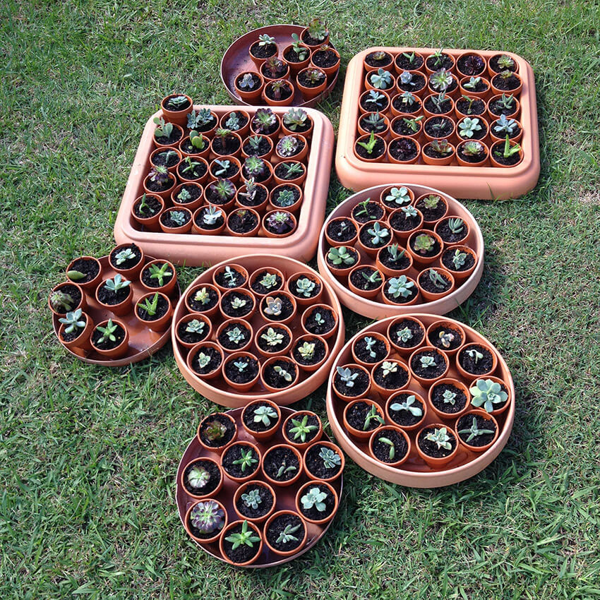 Large round and square trays sitting on grass, each tray full of small terracotta pots with succulents in them