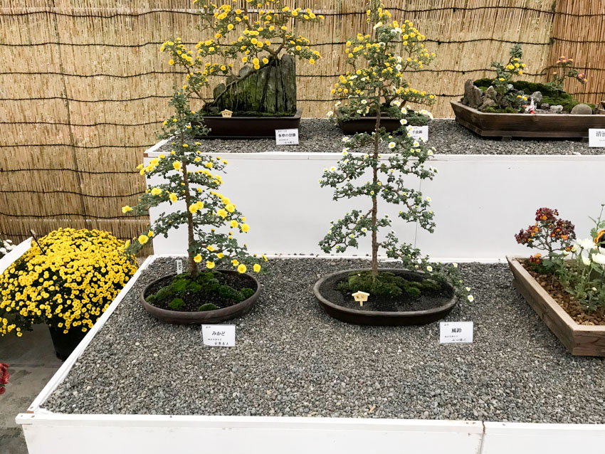 Small plants with yellow flowers sitting in shallow round trays, atop a bed of small grey rocks