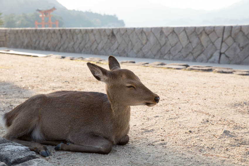 A deer sitting on the ground with its eyes partially shut