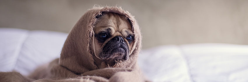 Sad looking pug dog in bed.