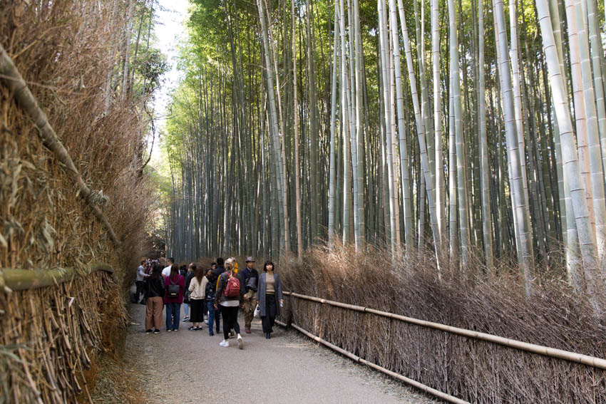 Arashiyama bamboo rainforest