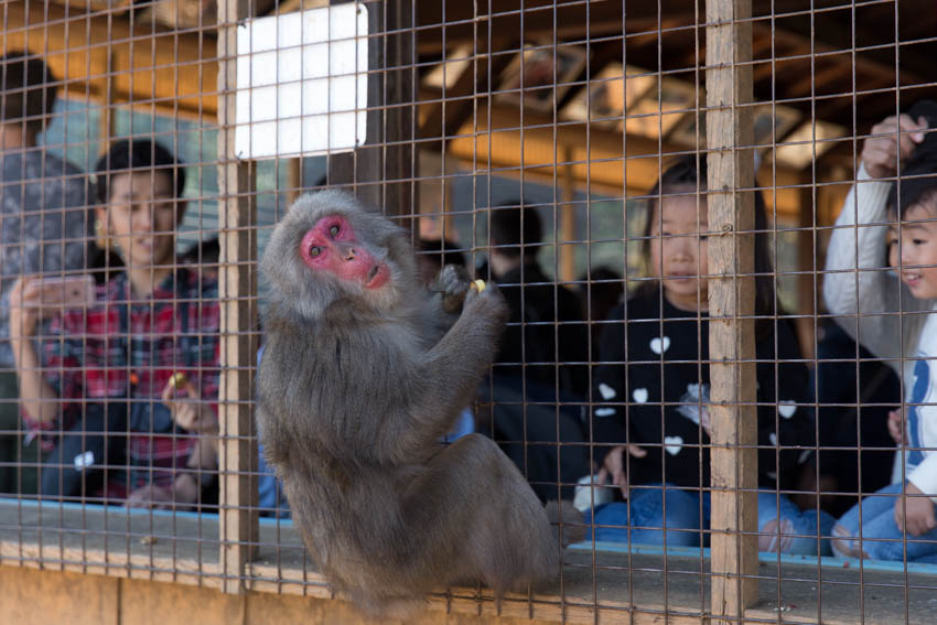 A monkey making a face as it hangs off the cage