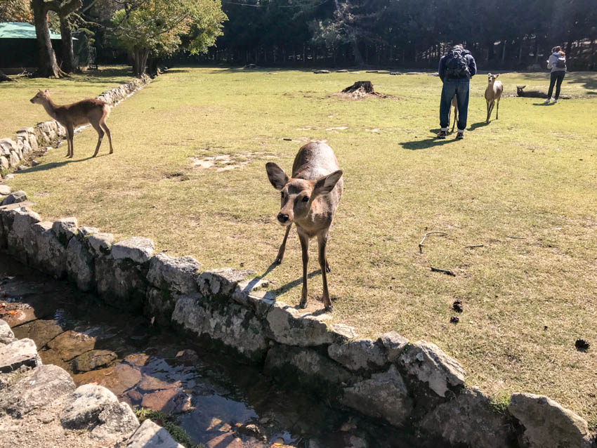 A deer on the other side of a small moat