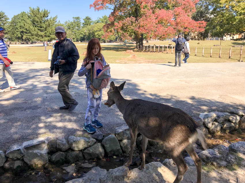 A red-haired girl with an open backpack keenly feeding a deer