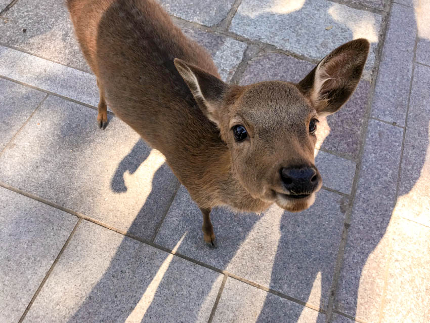 A close up, birds-eye view of a deer with its eyes wide open