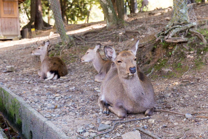 A deer, amongst other deer, sitting with its eyes squinted