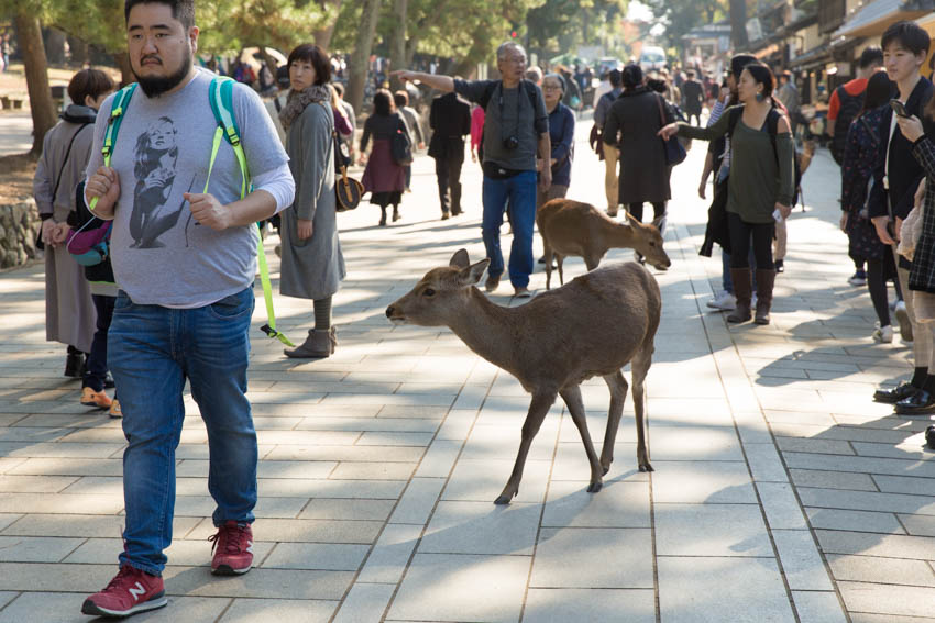 Deer walking amongst the crowds in the pedestrian area