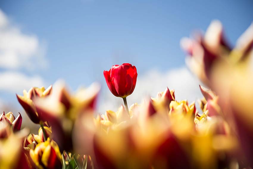 A photo of tulips that I took at the tulip festival in Southern Highlands a couple years ago
