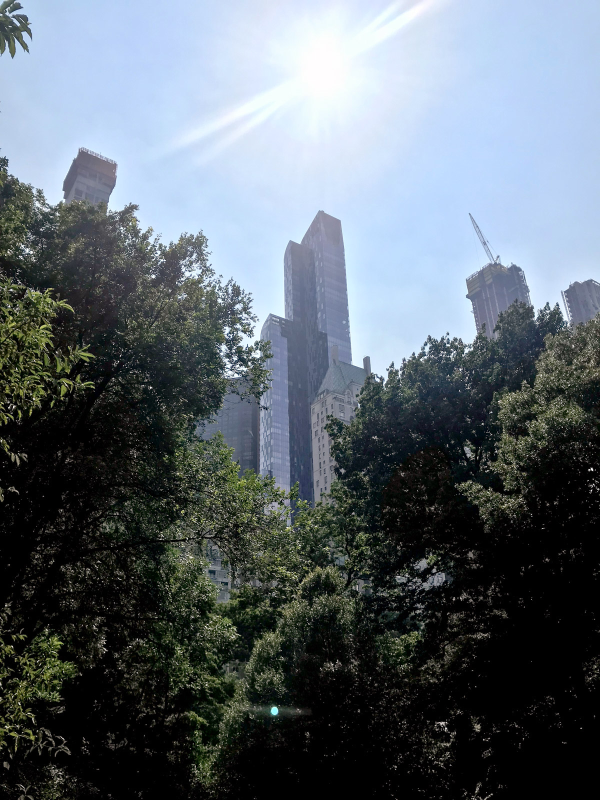 A low angle shot of trees in a park, in the background are very tall skyscrapers.