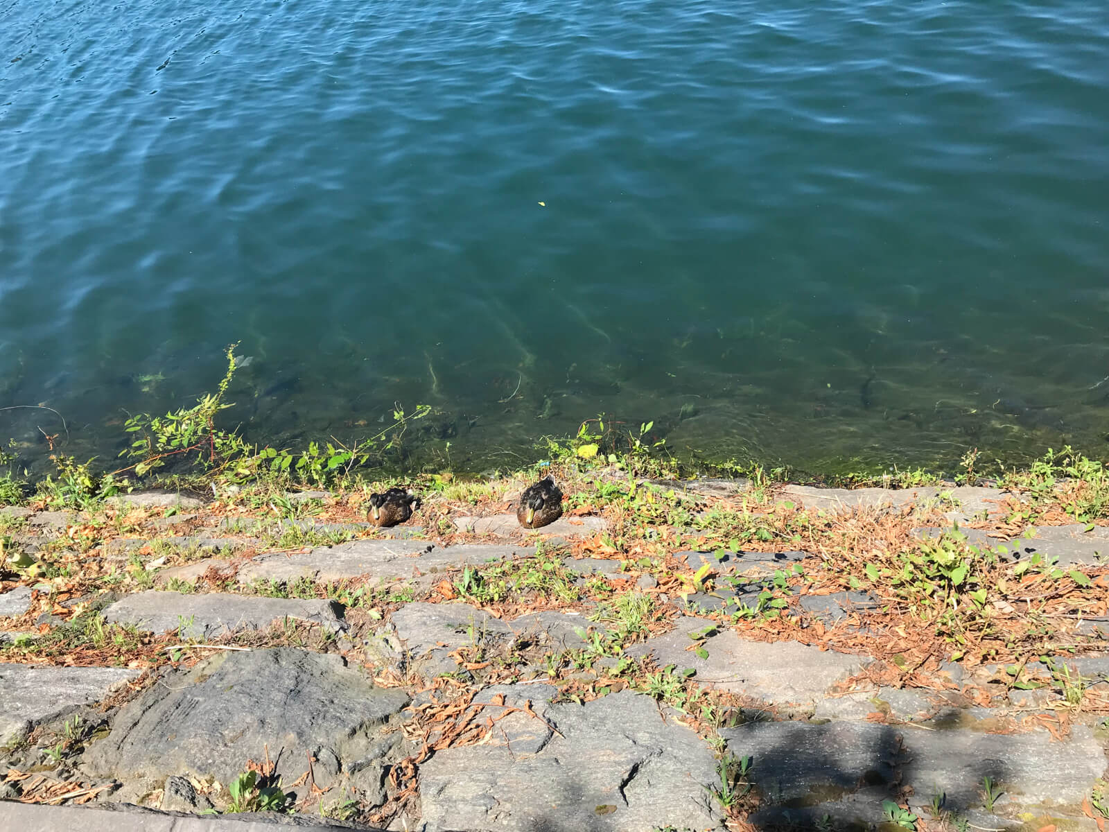 Two small ducks sitting on a rocky stone area at the edge of a body of water