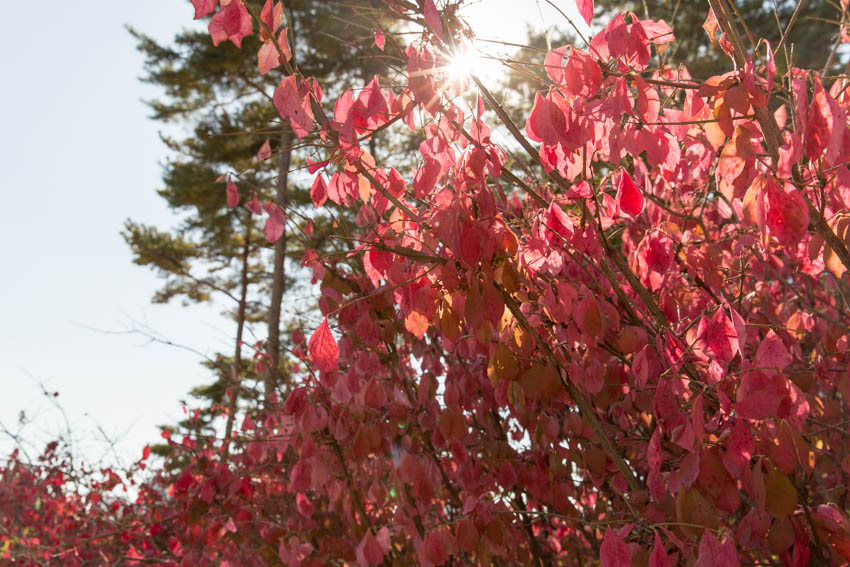 Pink/red fall leaves on a tree