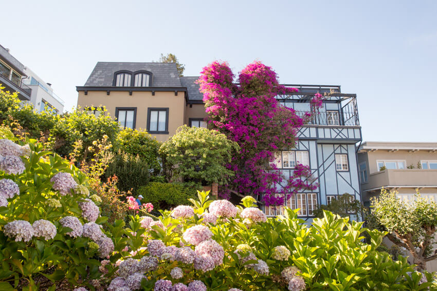 A fall beige house and blue-grey house next to each other, almost concealed by green trees, shrubs, and pink flowers in front of it. A climbing plant with fuchsia flowers covers part of the space between the two houses.