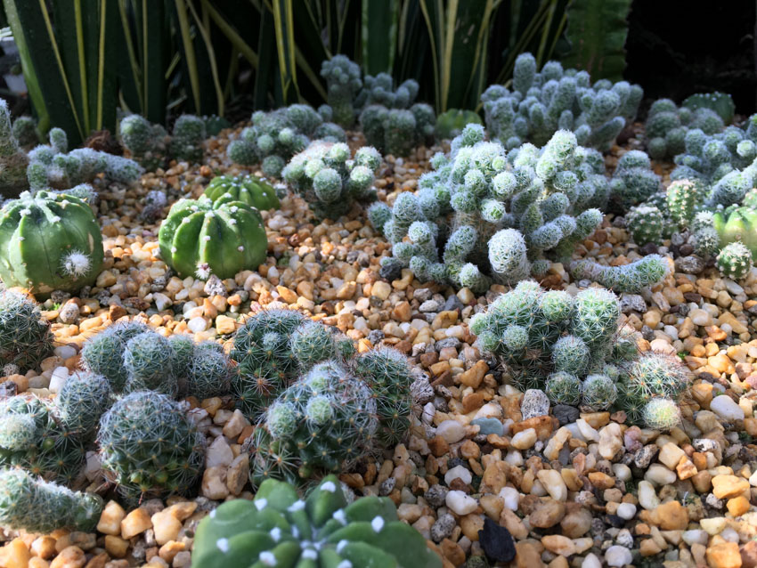 A group of succulents, little cacti, planted nicely amongst little pebbles