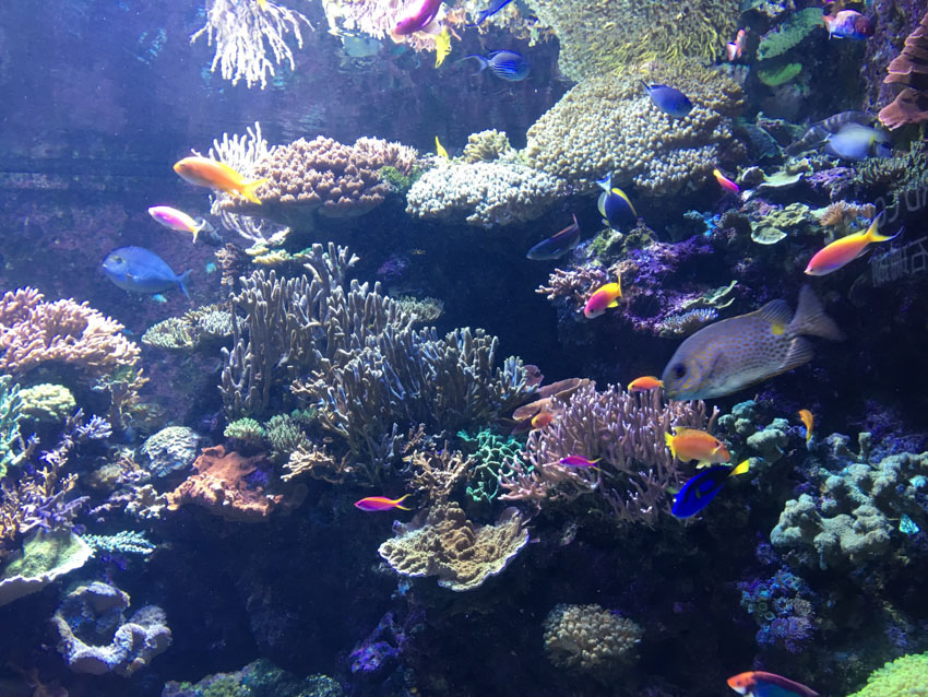 A range of fish at the SEA Aquarium