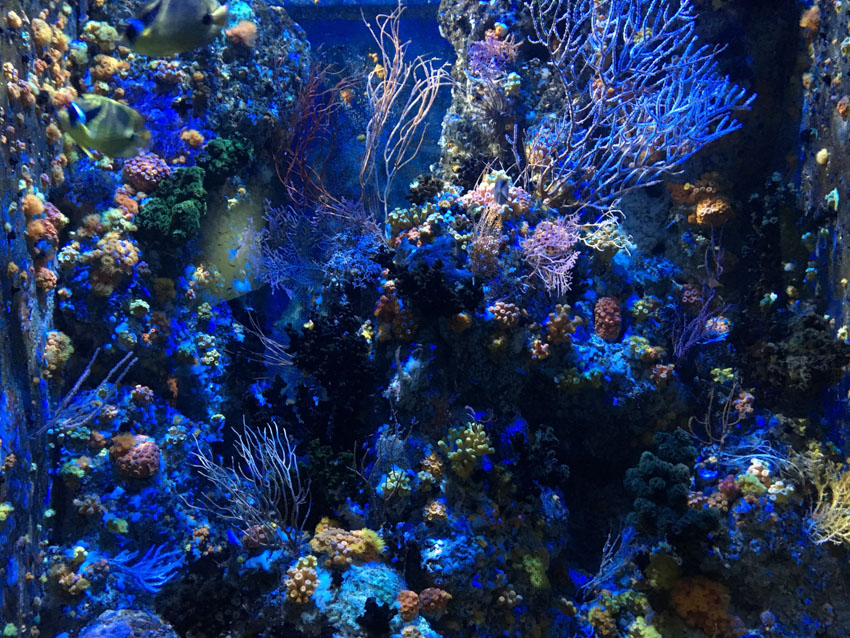 An assortment of coral at the SEA Aquarium