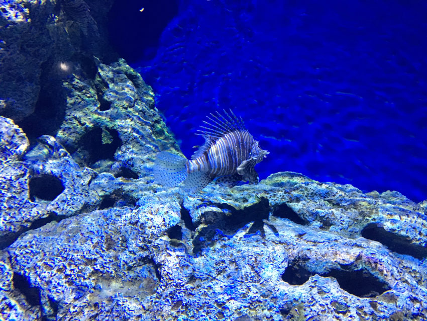 A wicked stripy fish