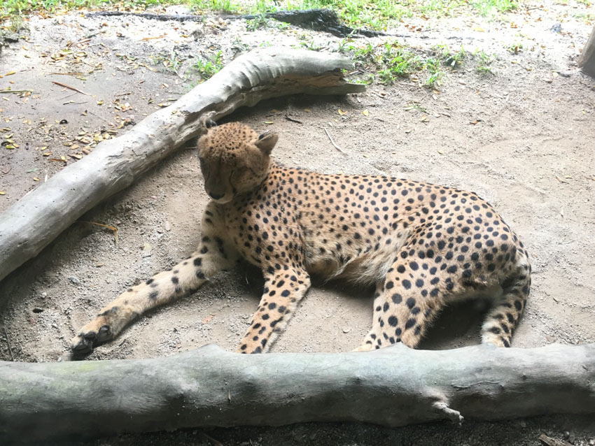 A cute cheetah
