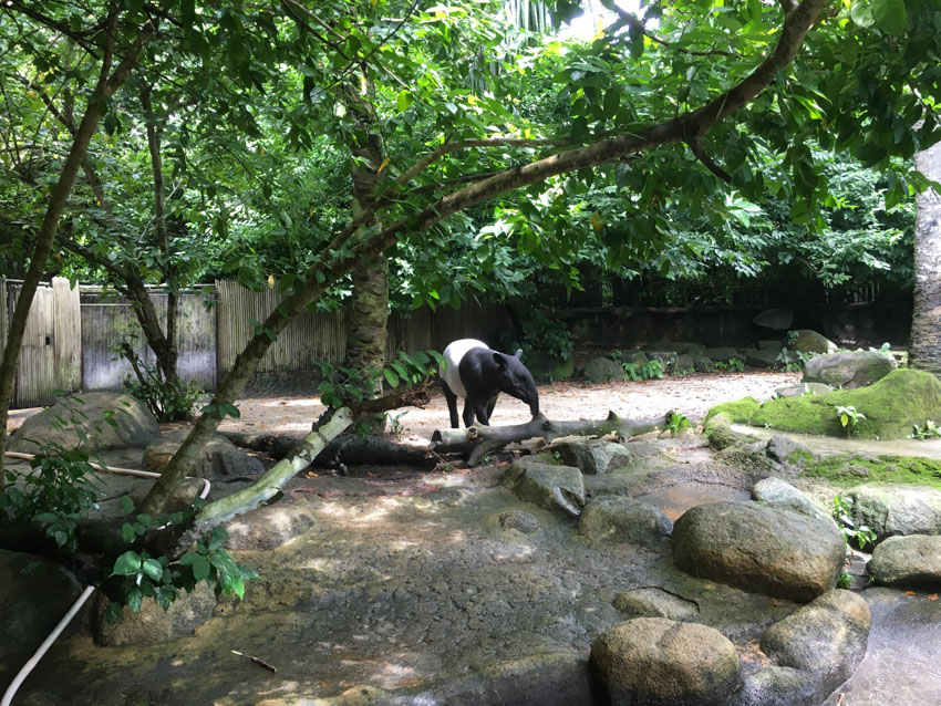 A black and white tapir