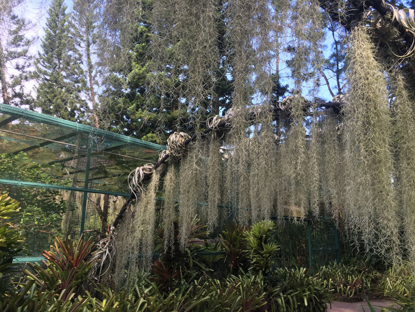 Thin, hanging plants in the Botanic Gardens