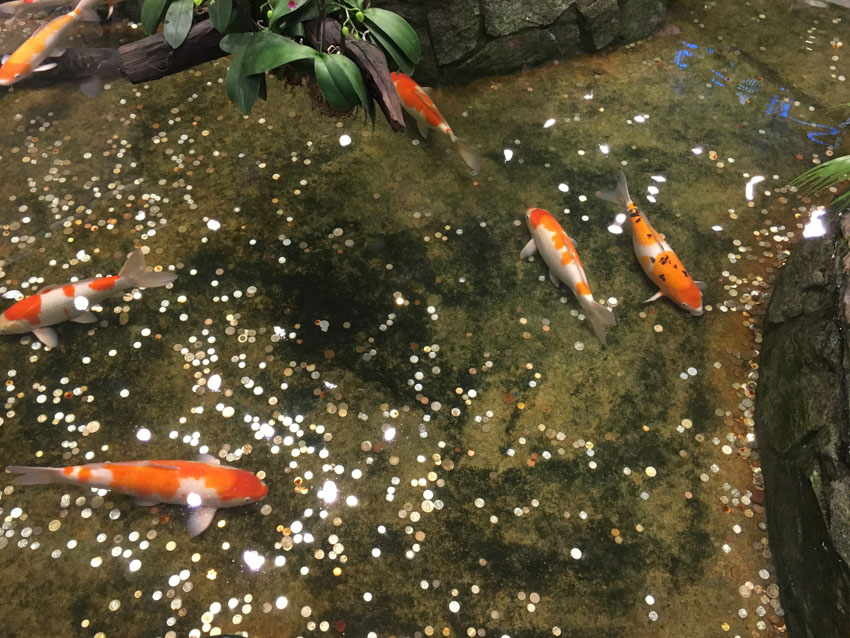 Koi fish in a pond with coins people have thrown in the water