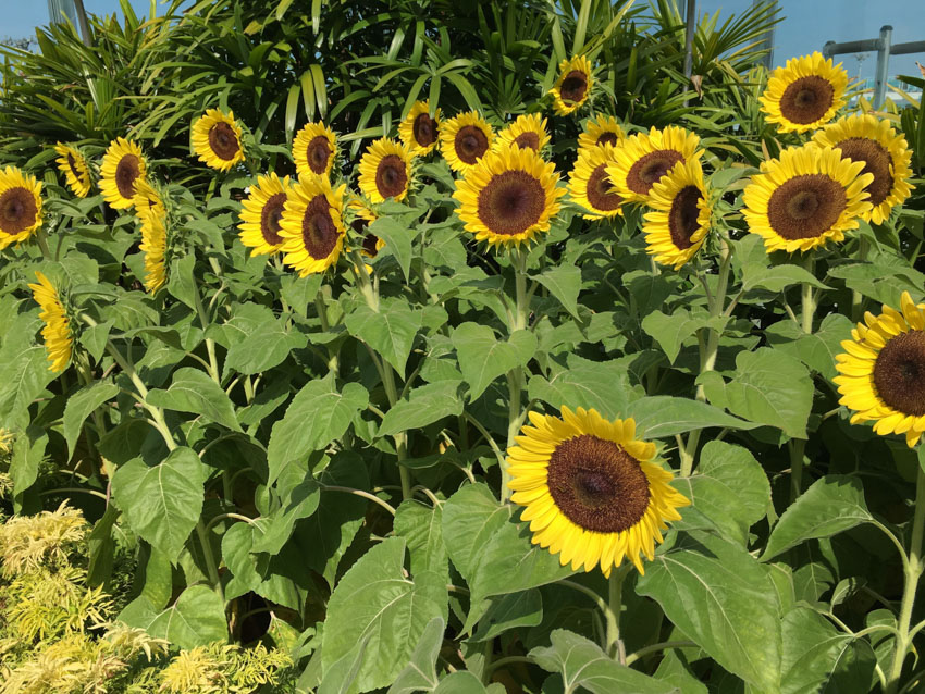 Sunflowers in the sunflower garden in Changi Airport