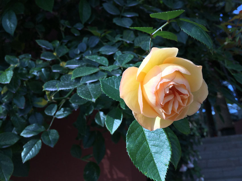 A pale orange coloured rose