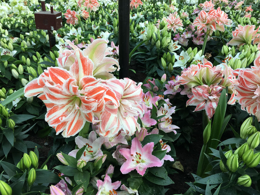 Some orange-and-white tiger-looking lilies