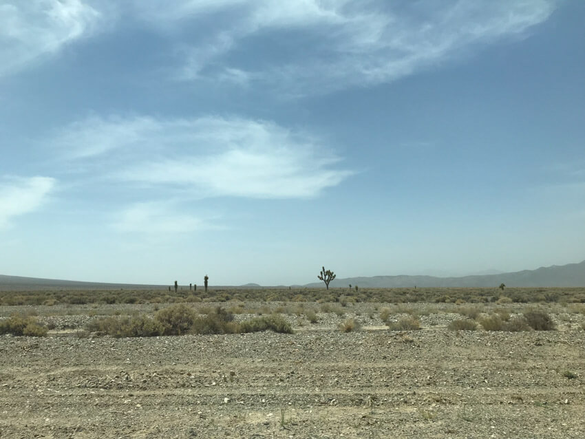 Gravel-like terrain scattered with light-coloured shrubs. In the distance some Joshua trees can be seen. The sky is a dusty blue-grey.