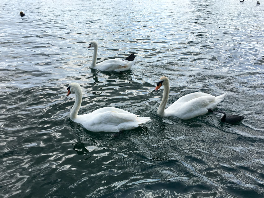 Close up of three swans on the water