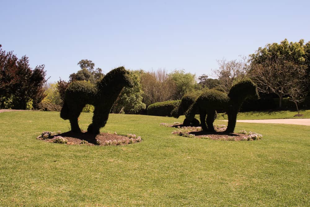 Some hedges cut into the shape of running horses