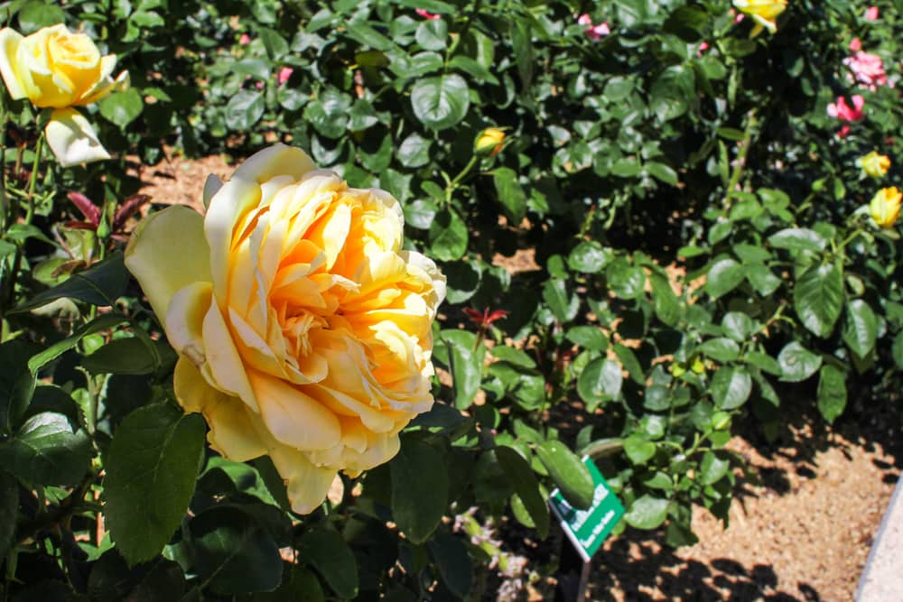 A large yellow rose