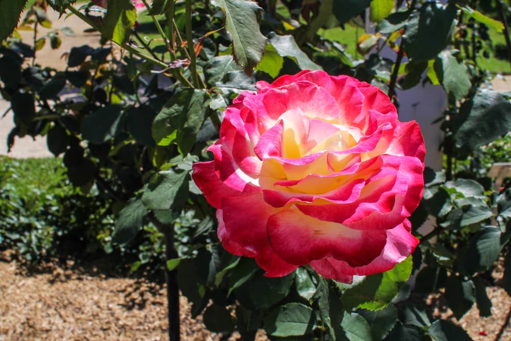 Gigantic pink-and-yellow rose