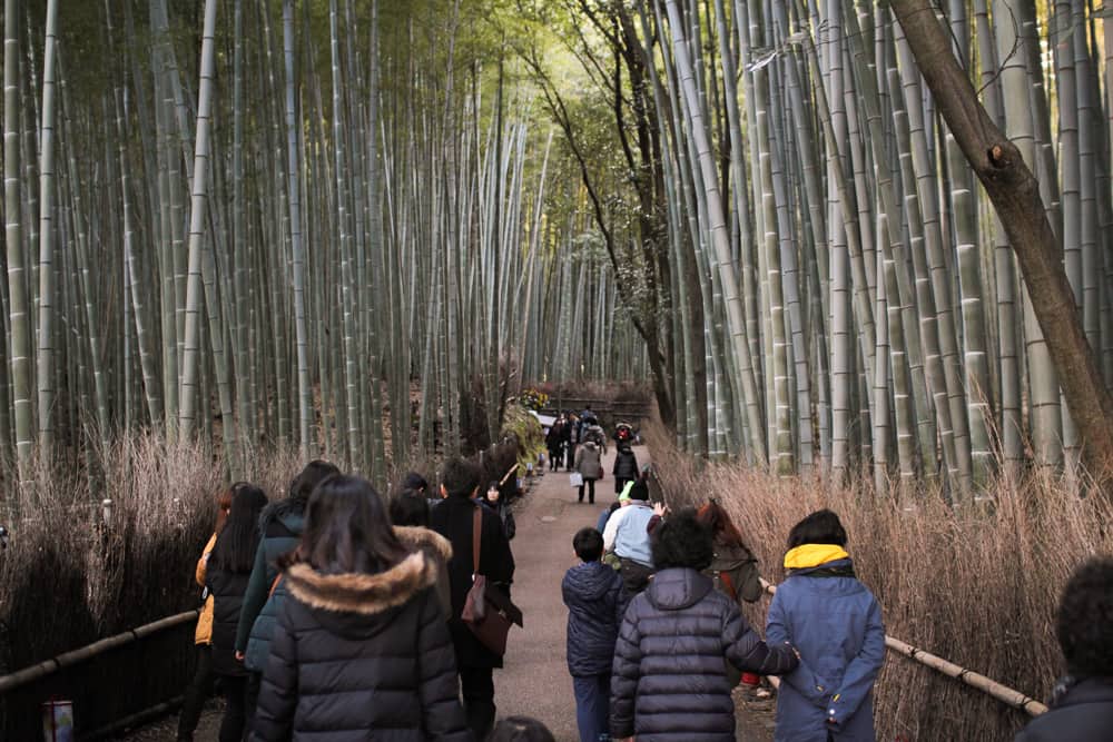 People walking through the bamboo forest