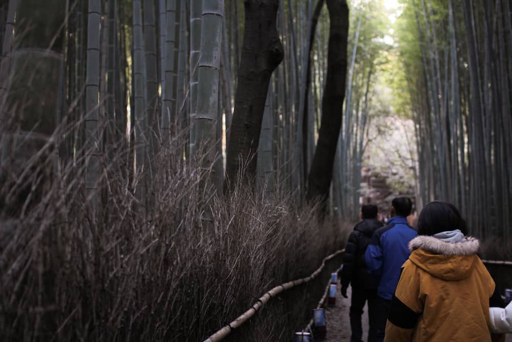 Another view of the bamboo forest