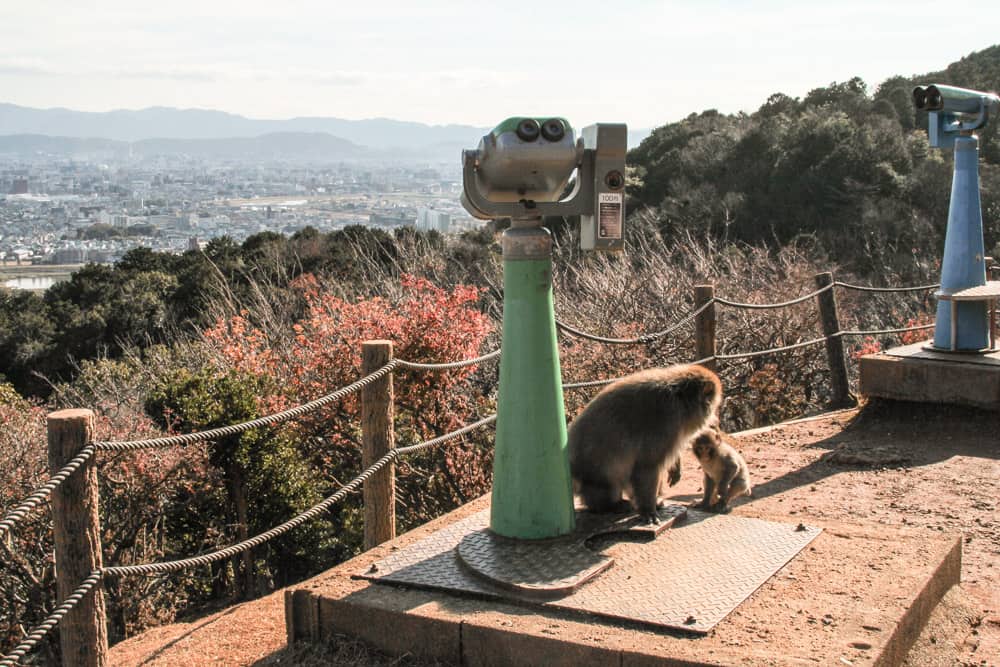 A monkey by a pair of lookout binoculars
