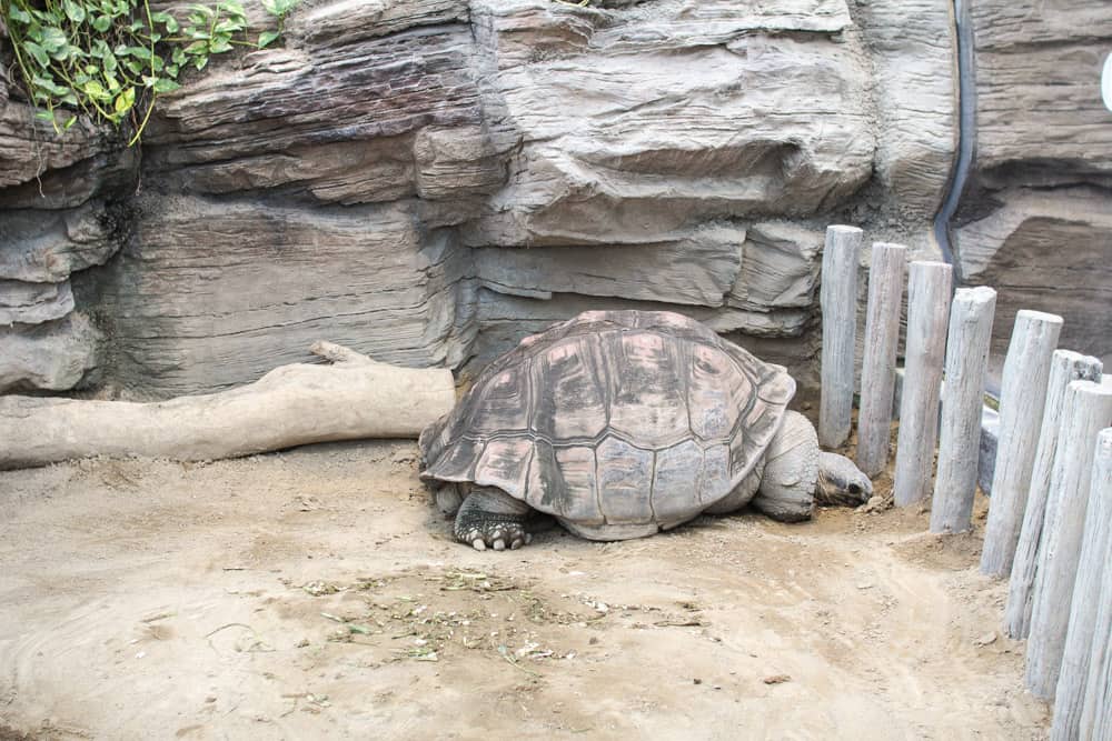 Giant tortoise from side