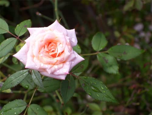 One of my photos of a rose, 2010