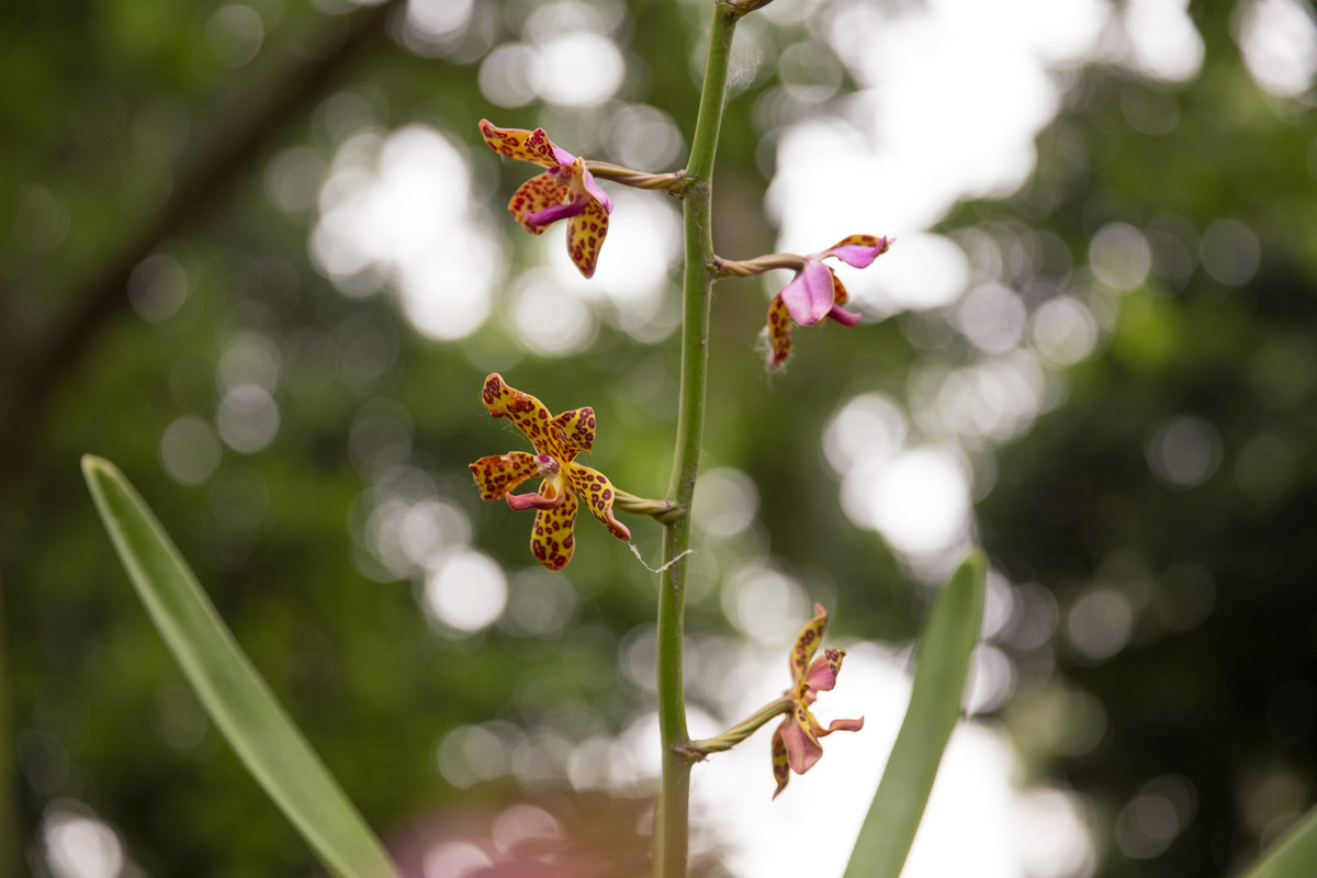 Spotted tri-colour orchids