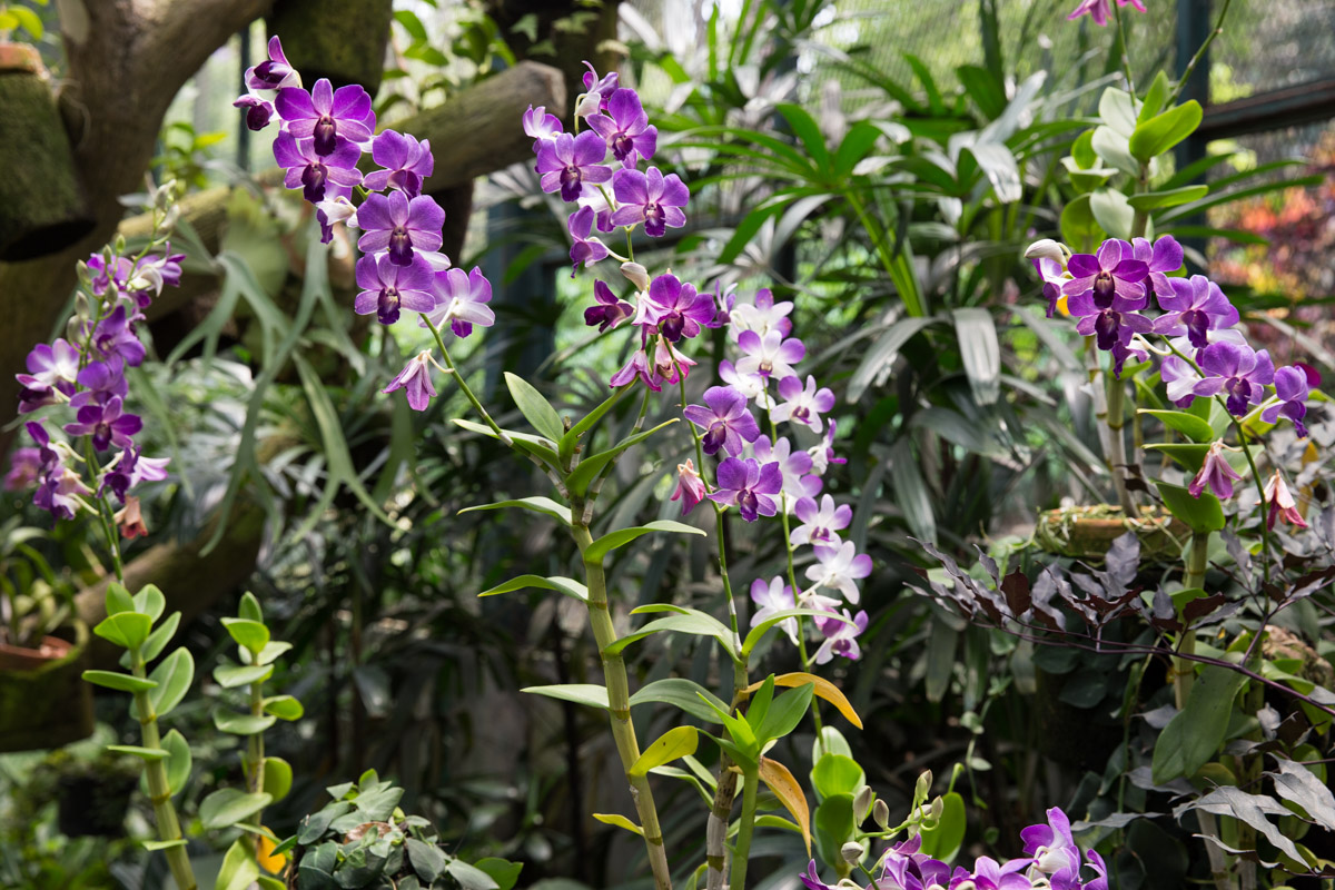 Bright purple orchids