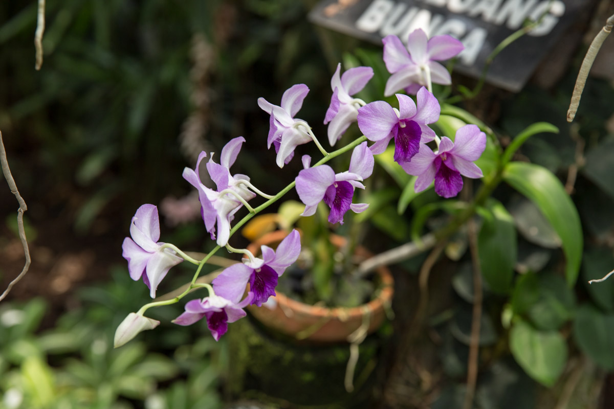 More purple orchids, another shade of purple this time