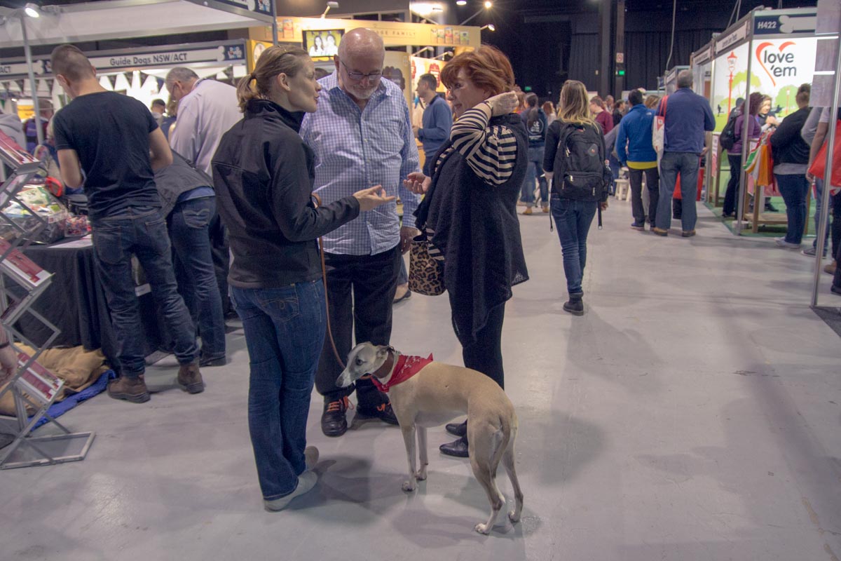 People who were part of the shows were allowed to bring their dogs – this one is a whippet