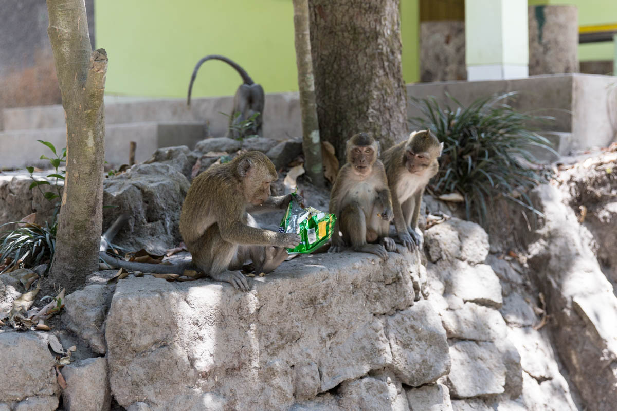 Monkeys eating peanuts
