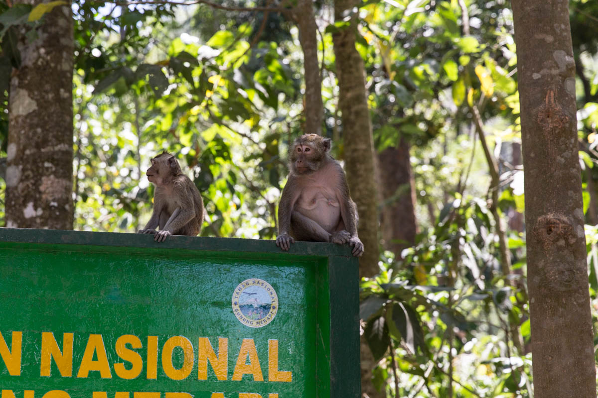 Monkeys sitting on a sign