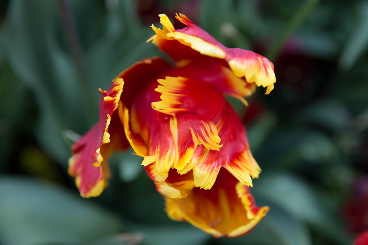 Wilting fire-like tulip