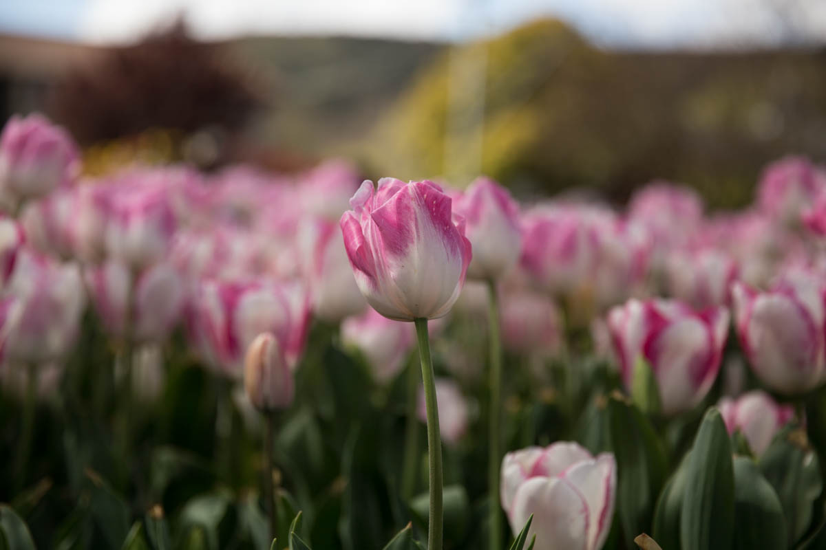 One pink and white tulip in focus