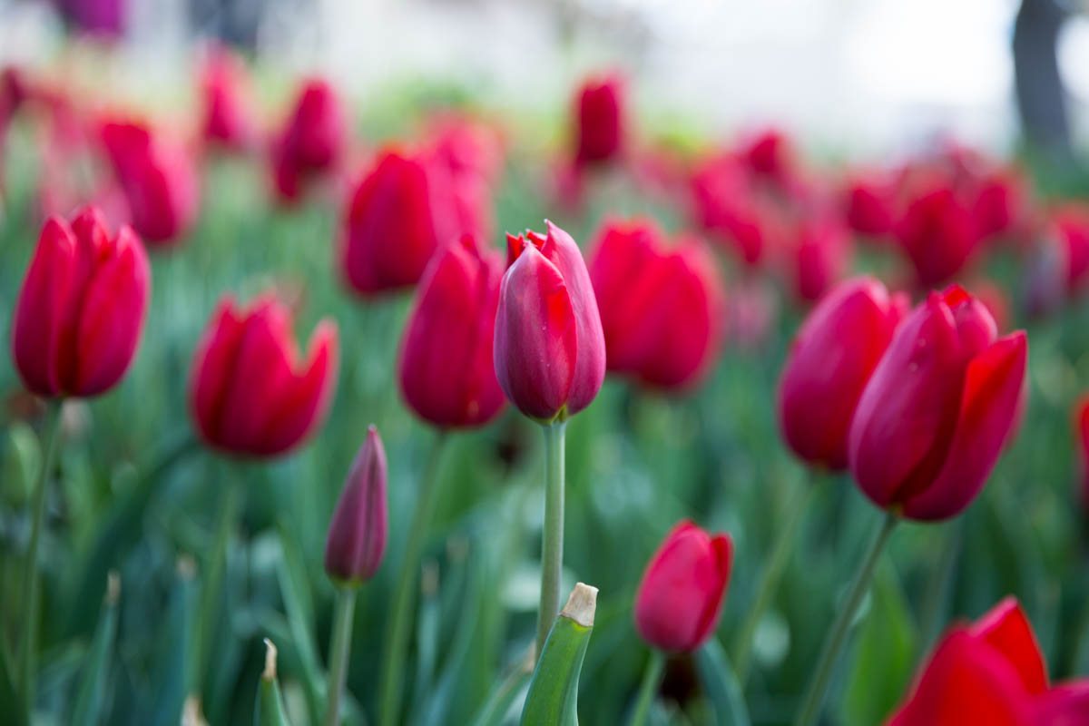 Ruby red tulips