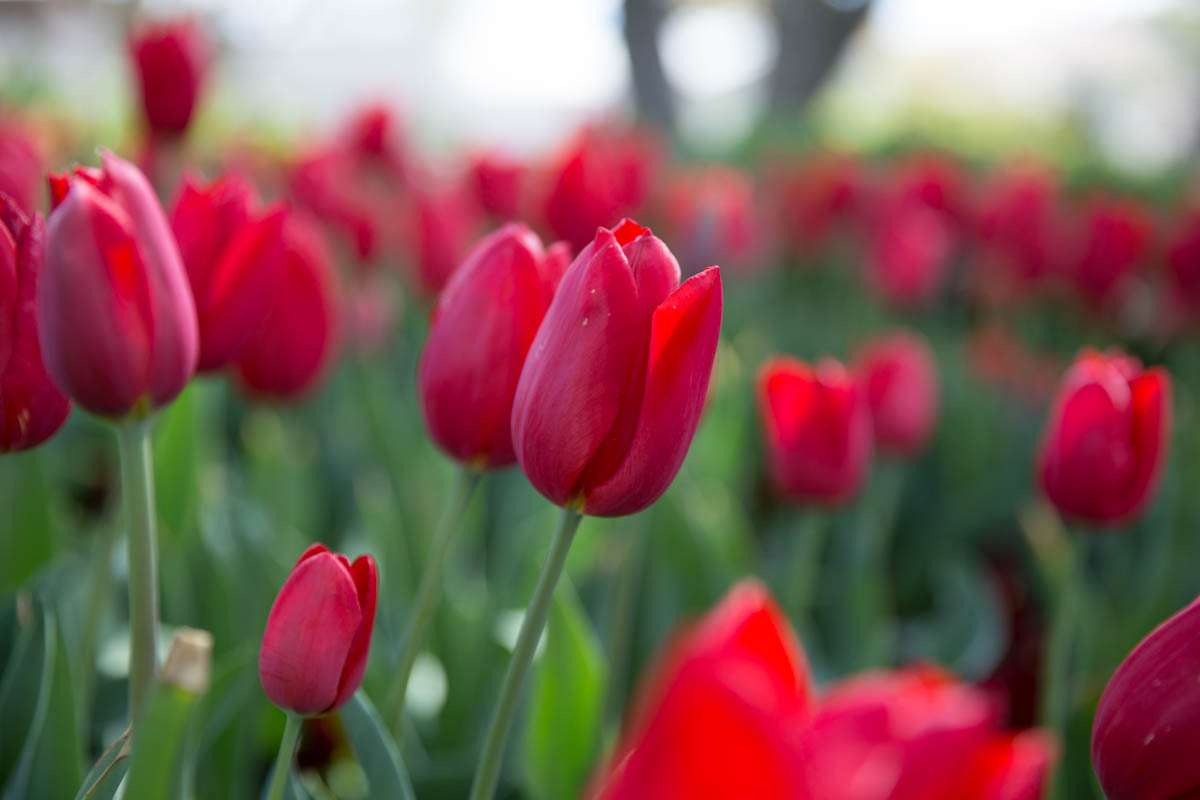 Close shot of the ruby red tulips