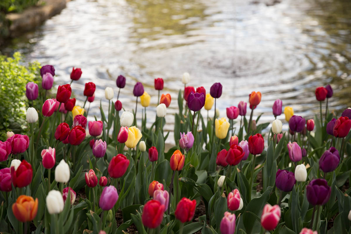 An assortment of tulips by the pond