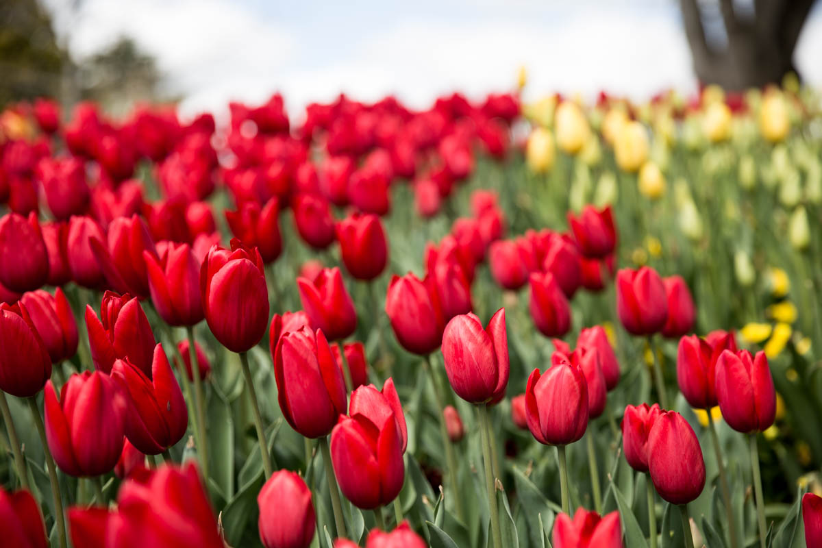 Several rows of different coloured tulips – these were arranged like a rainbow